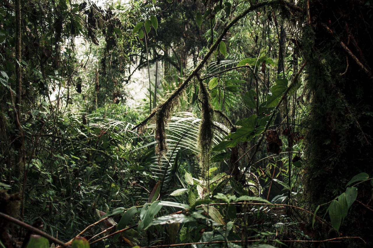Dense foliage and greenery in Buenaventura Reserve, Ecuador rainforest.