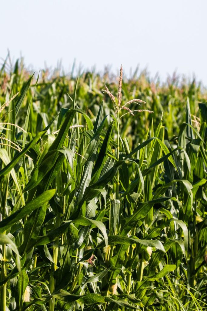 pexels-photo-37903956-37903956 Close-up view of a vibrant cornfield with tall, green stalks under clear daytime sky.